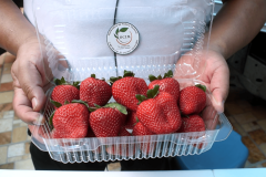 Proveedor-frutas-verduras-premium-Queretaro-2