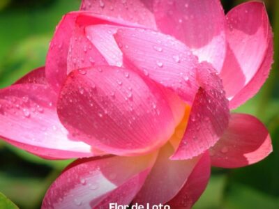 Accyflor - La Paz