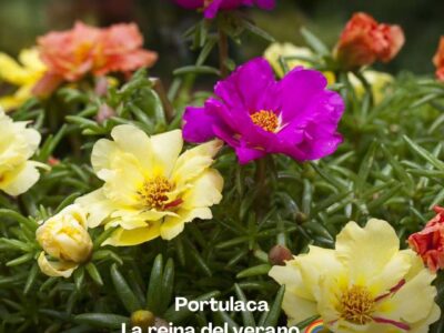 Accyflor - La Paz