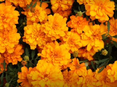 Accyflor - La Paz
