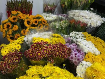 Accyflor - La Paz