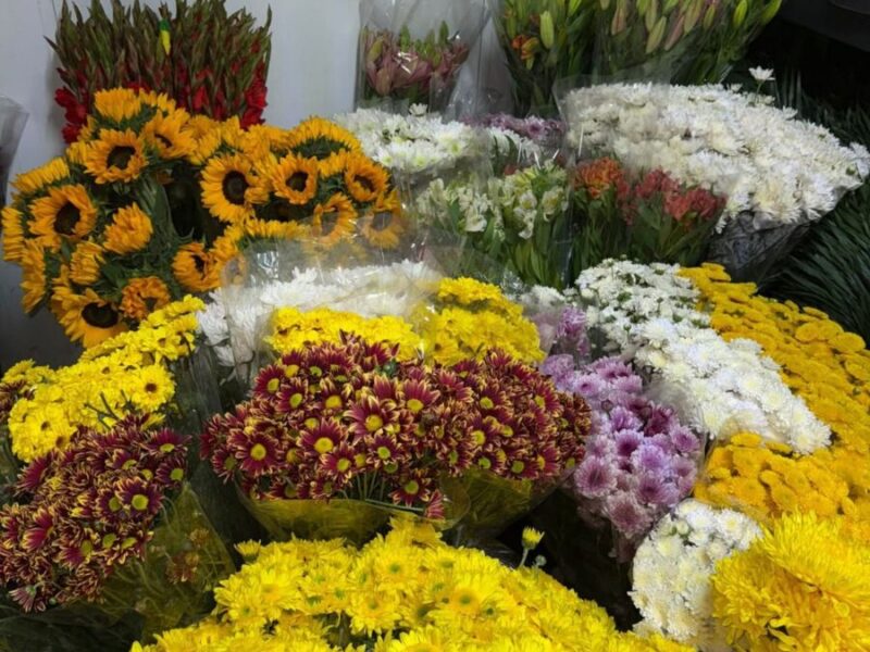 Accyflor - La Paz
