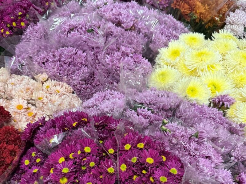 Accyflor - La Paz