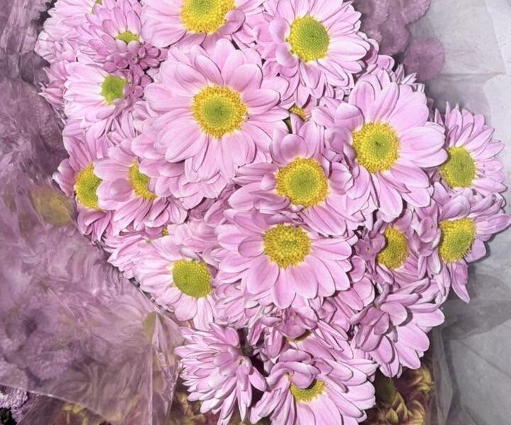 Accyflor - Villa Guerrero