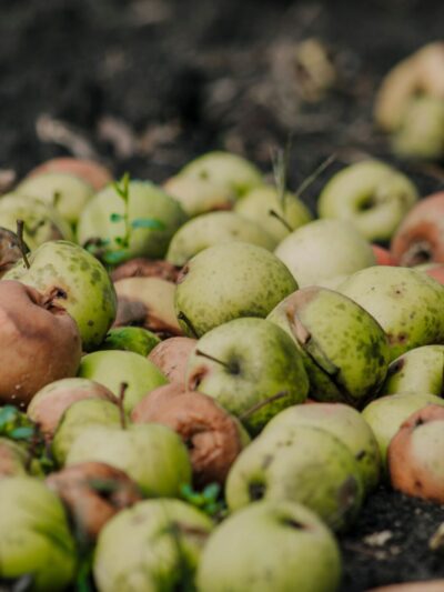 Alimentos, bebidas y procesamiento