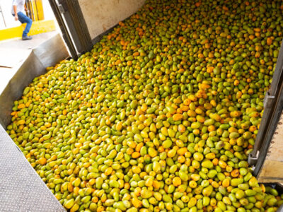Frutálica