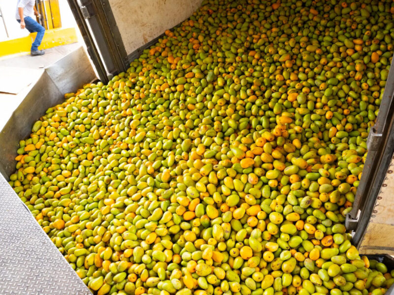 Frutálica