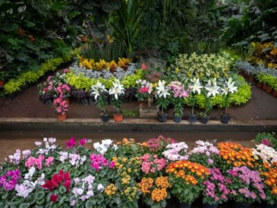 Mercado de Plantas y Flores de Cuemanco