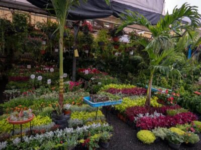 Mercado de Plantas y Flores de Cuemanco