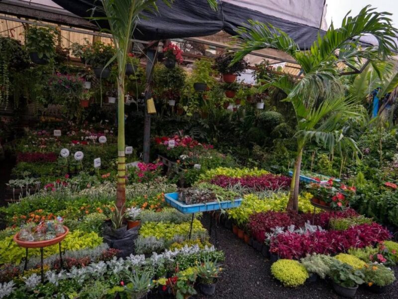 Mercado de Plantas y Flores de Cuemanco