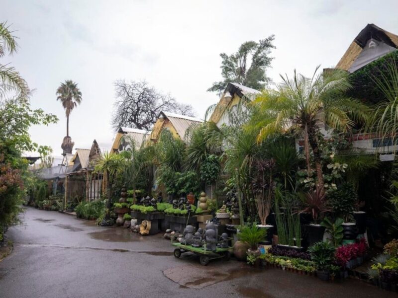 Mercado de Plantas y Flores de Cuemanco