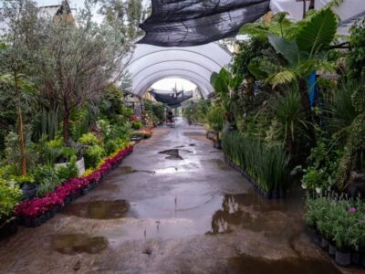 Mercado de Plantas y Flores de Cuemanco