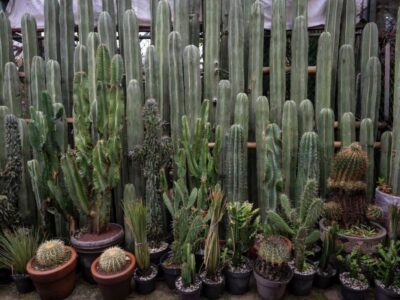 Mercado de Plantas y Flores de Cuemanco