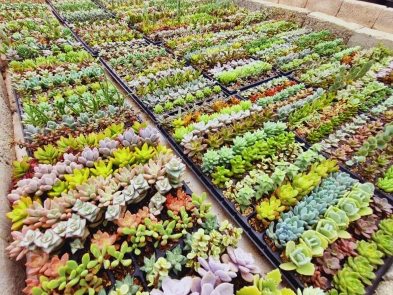 Vivero El Monte