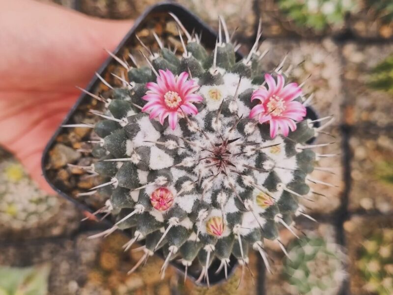 Vivero El Monte