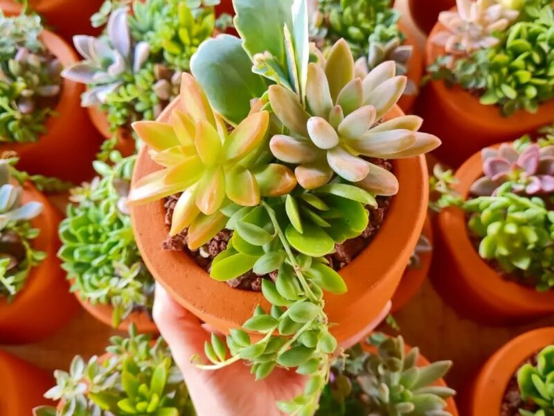 Vivero El Monte