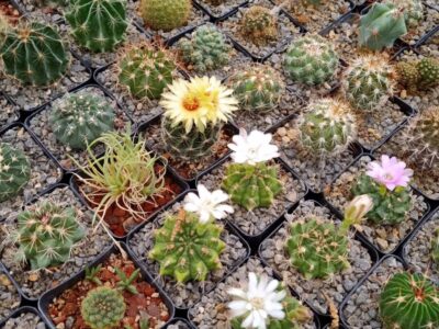 Vivero El Monte